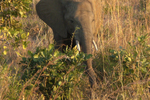 From Zanzibar: Saadani safari 2-Day with Night Game Drive