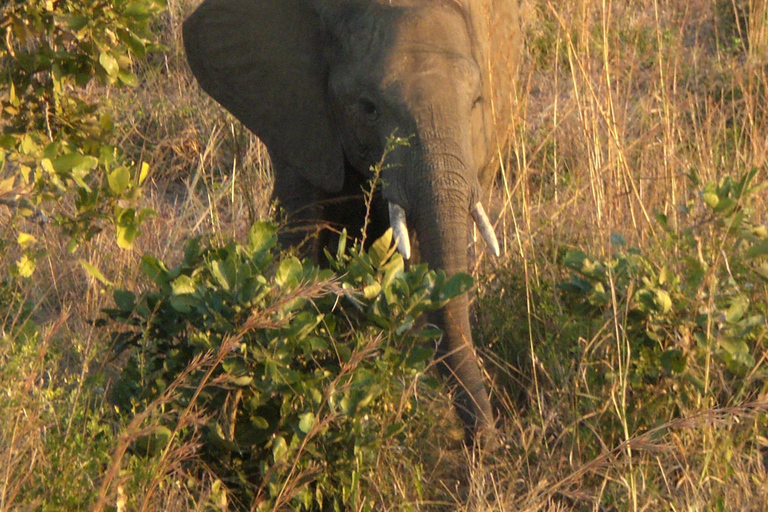 From Zanzibar: Saadani safari 2-Day with Night Game Drive