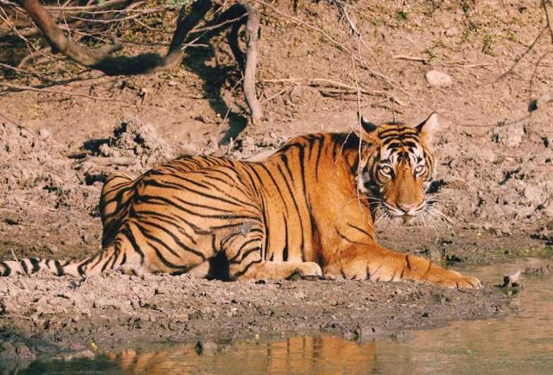 From Jaipur: Ranthambore Tiger Safari Sharing Gypsy & Canter