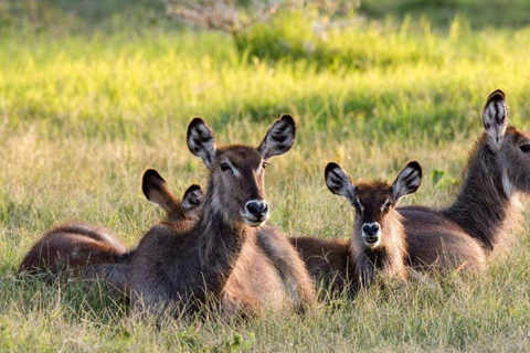 Safári de 2 dias pelas maravilhas naturais da ÁfricaSafári de 2 dias pelas maravilhas naturais de África