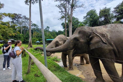 Kuala Lumpur: Batu Caves & Kuala Gandah Elephant Sanctuary
