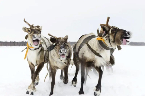 Combo Tour\Husky and Reindeer Sledding Ride in Levi