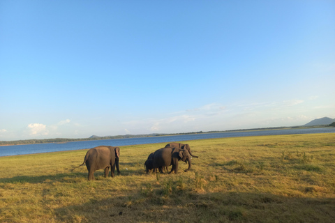 From Habarana: Minneriya National Park 4x4 Jeep Safari