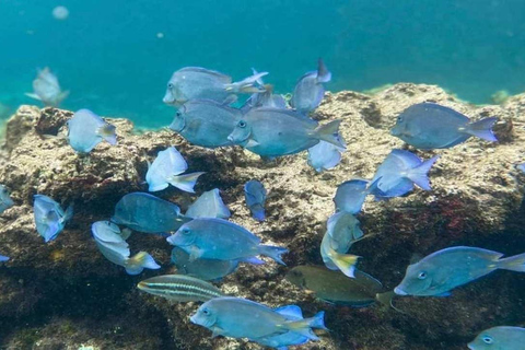 Punta Cana: Catalina Island Snorkeling Tour with Lunch