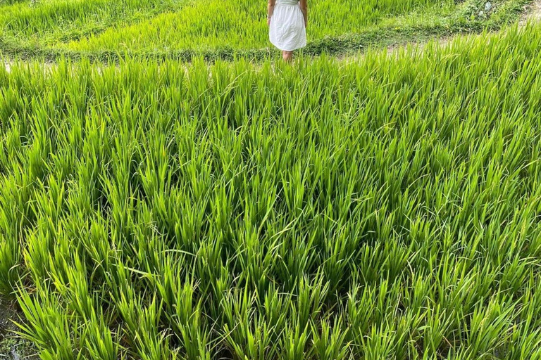 Tour privato di ubud Teracce di riso, templi e cascate segrete