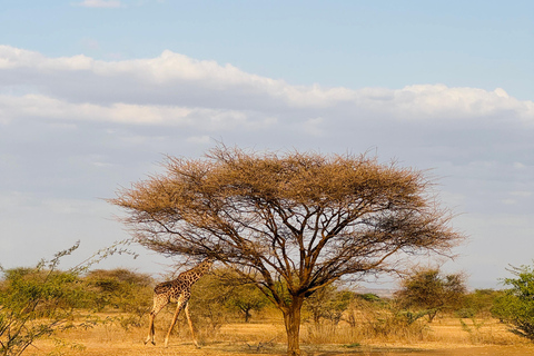 Samburu National Reserves: Optional Village Tour & Swimming