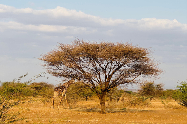 Samburu National Reserves: Optional Village Tour & Swimming