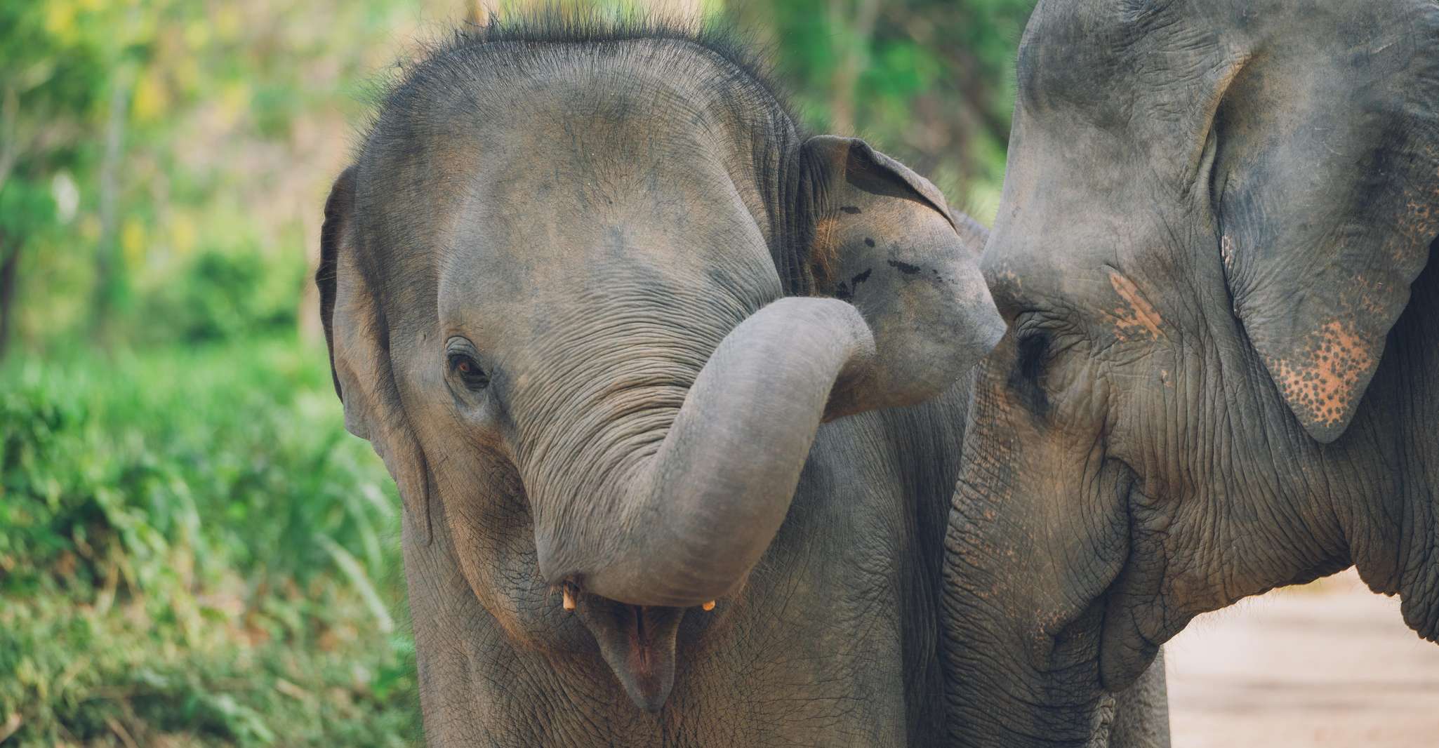 Koh Samui, Elephant Kingdom Sanctuary Half-Day Tour - Housity