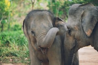 Koh Samui, Elephant Kingdom Sanctuary Half-Day Tour - Housity