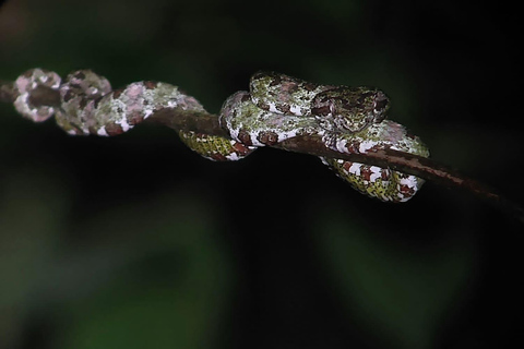 Visite nocturne de la forêt tropicale