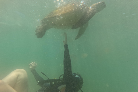 Mirissa: Scuba Diving Experience & Refreshments for Beginner