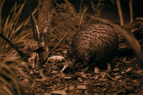 Te Puia: Te Pō Combo: Te Rā, Dinner, and Haka Performance