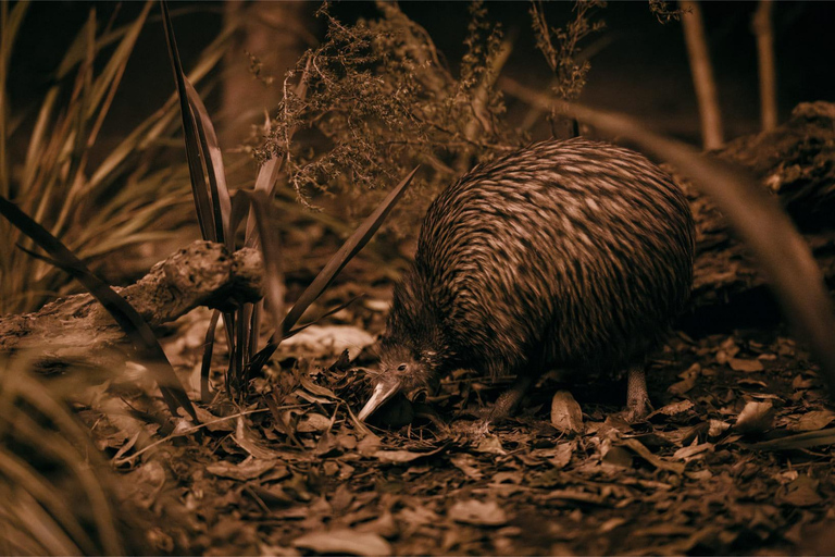 Te Puia: Te Pō Combo: Te Rā, Dinner, and Haka Performance