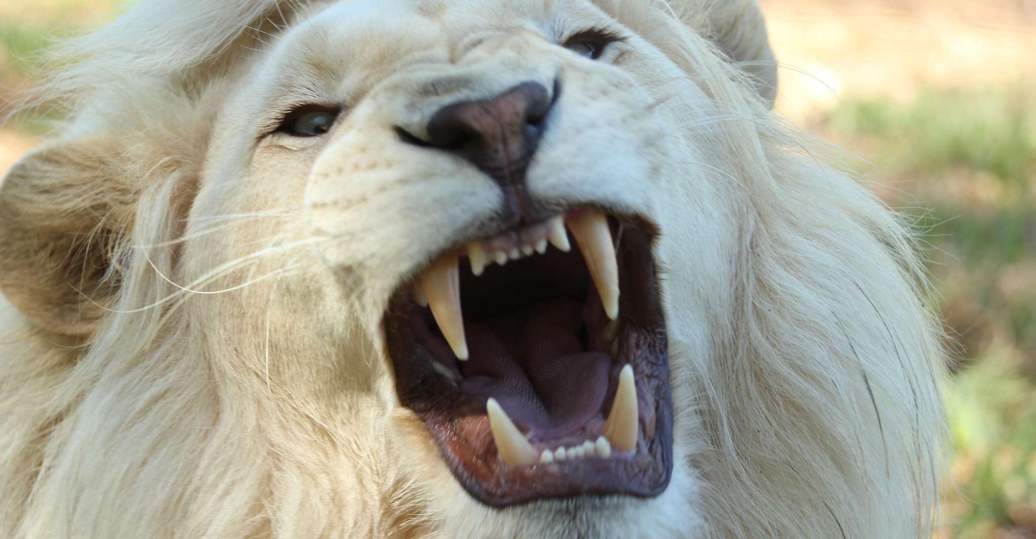 Cape Winelands Family Tour & Wildlife Encounter - Hizvo