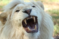 Cape Winelands Family Tour & Wildlife Encounter - Hizvo