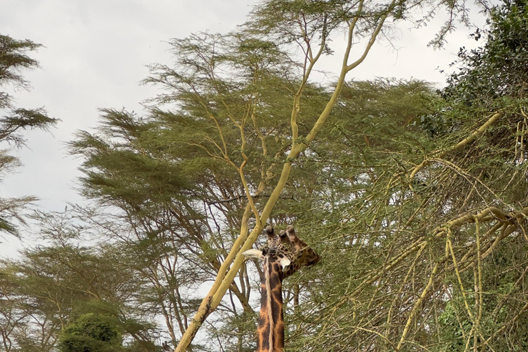 DAGSUTFLYKT TILL AMBOSELI NATIONALPARK.