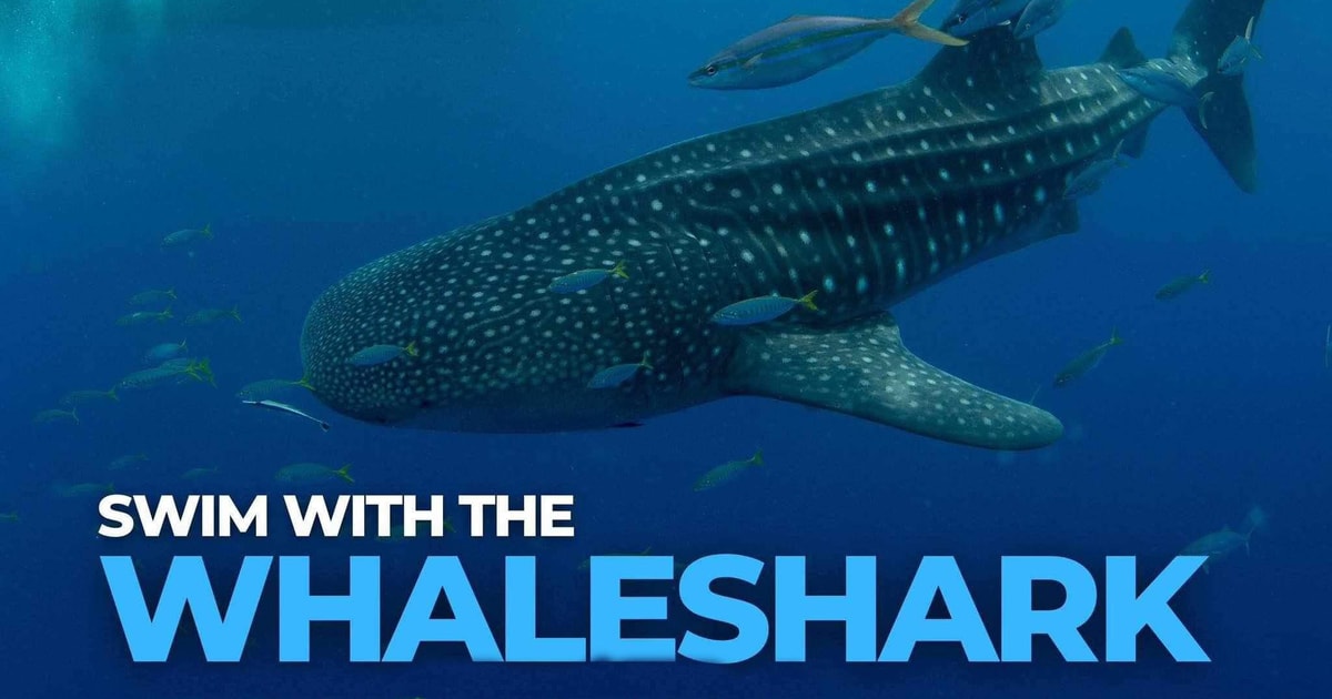 Whale shark Watching | GetYourGuide