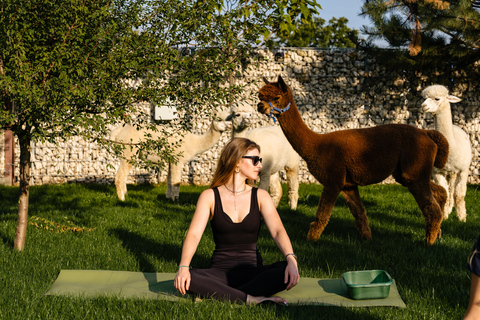 Branesti: Actividades com alpacas no retiro The Tribe Alpaca