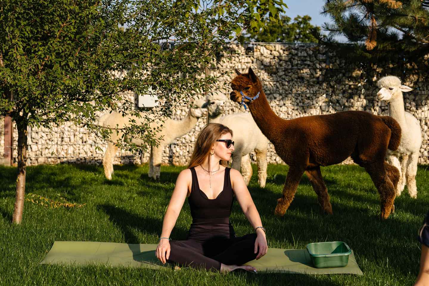 Bucharest: Day Trip at the The Tribe Alpaca Retreat