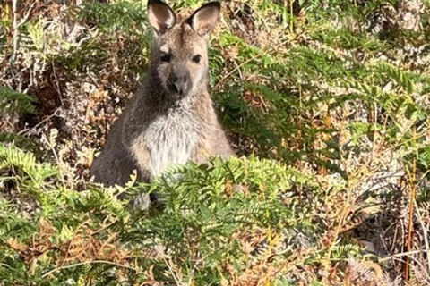 Maria Island National Park Wildlife & Scenic Day Tour