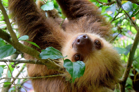 Costa Rica: 5-daags avontuur aan de Caribische kust met maaltijden