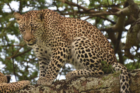 3 days Serengeti & Ngorongoro Crater 3 Days Midrange lodge Safari