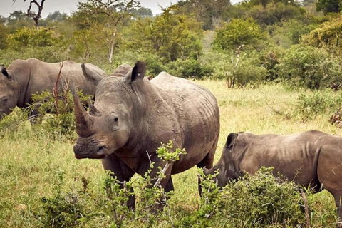 From Kampala: 3-Day Murchison Falls Safari & Chimpanzee Trek