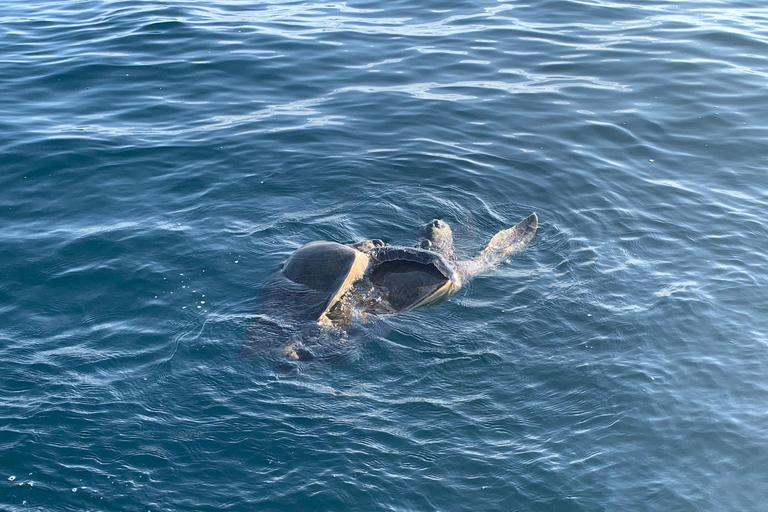 Puerto Escondido: Bootstour zu Delfinen und MeerestierenPrivate Tour