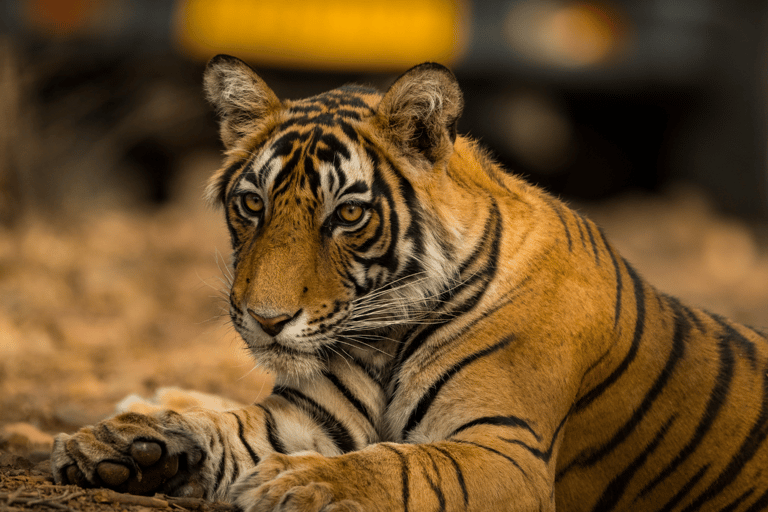 Från Jaipur: Privat rundtur med tigersafari i Ranthambore över natten