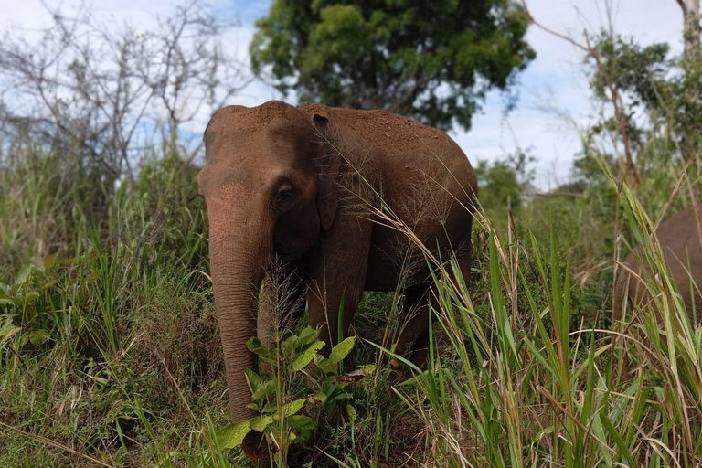 Safári no Parque Nacional Minneriya com tudo incluído e escolha de hotel