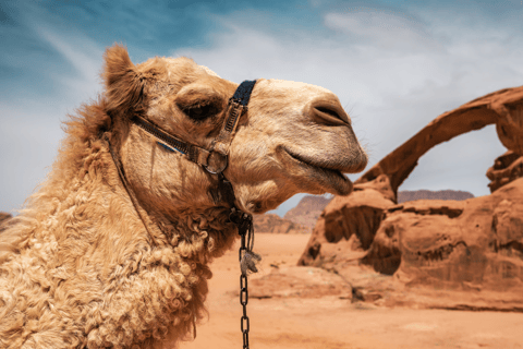 Wadi Rum: 2-Day Southern Desert Tour, Camel & Stargazing