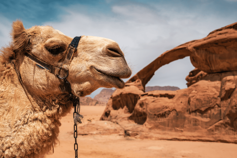 Wadi Rum: 2-Day Southern Desert Tour, Camel & Stargazing