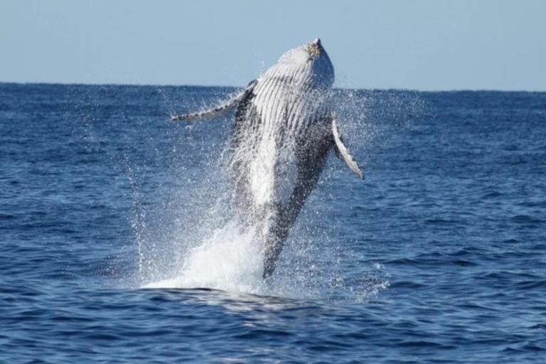 Samana: wieloryby, Cayo Levantado, wyspa Bacardi i WaterfalSamana: wieloryby + Cayo Levantado + wyspa Bacardi i wodospad