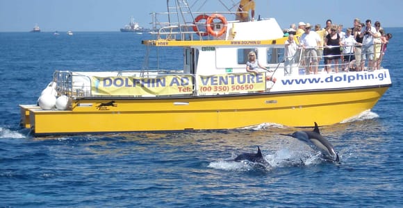 Gibraltar: Delfinbeobachtungstour