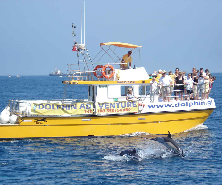 Gibraltar: Dolphin Watching Tour