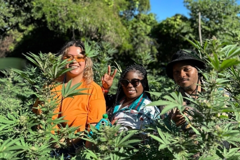 Montego Bay : Visite privée de la ferme de marijuana avec transportDu lieu de rendez-vous Grand Palladium/Lady Hamilton
