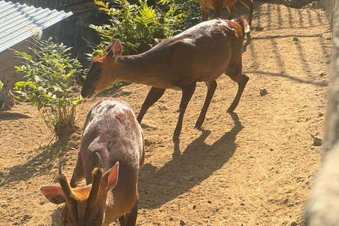 Pokhara:Zoological Park & Lake Suspension Bridge Guided Tour