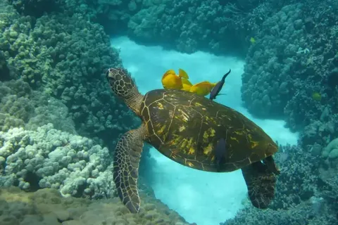 Kona: Tour di Snorkeling del Capitano Cook