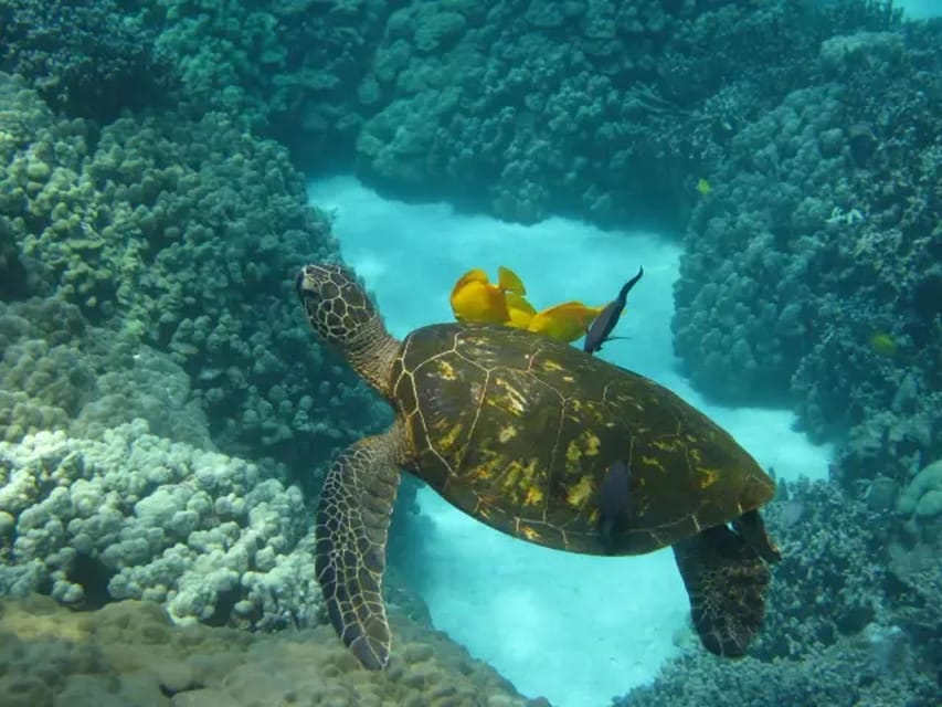 Captain Cook Snorkel Tour (Kona Captain Cook Snorkel Tour (Kona
