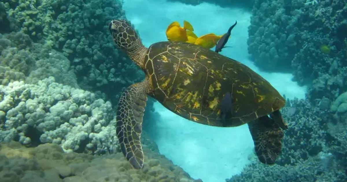 Kona: Captain Cook Snorkel Tour