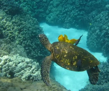 Kona: Captain Cook Snorkel Tour