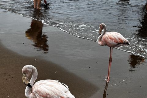 Galápagos: Floreana Tour with Snorkeling & Flamingo Lagoon