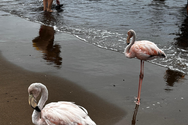 Galápagos: Floreana Tour with Snorkeling & Flamingo Lagoon