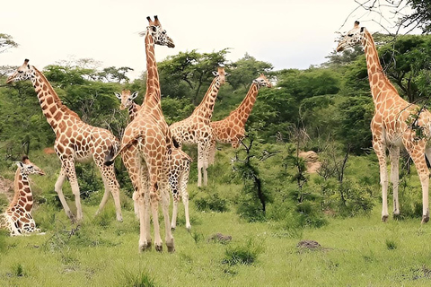 Uganda: 2-Day Lake Mburo National Park Safari