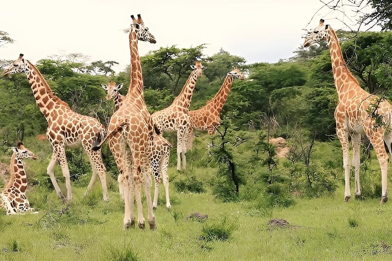 Uganda: 2-Day Lake Mburo National Park Safari