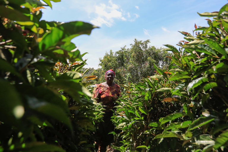 1-Day Purple Tea Farm Tour from Nairobi -Tea Tasting & lunch