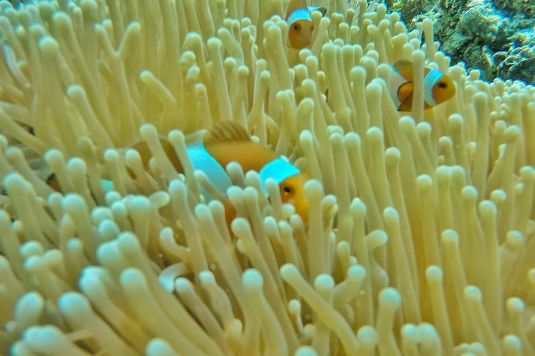 Gili Trawangan: Tour pomeridiano di Snorkeling di gruppo 3 Gili