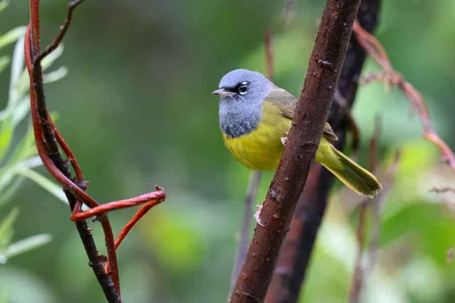 Denver: Grundlagen der Vogelbeobachtung und mehr. Foto: GetYourGuide