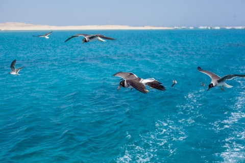 Hurghada: 3 Stunden Rundfahrt im U-Boot mit HotelabholungHurghada: 3 Stunden Rundfahrt im U-Boot Sindbad