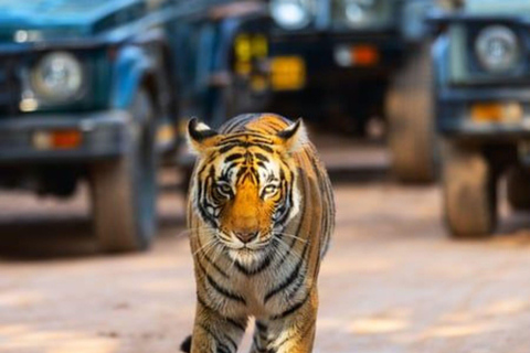 From Delhi: Multiday Golden Triangle Tour with Tiger Safari 4-days Golden Triangle Tour without Hotel